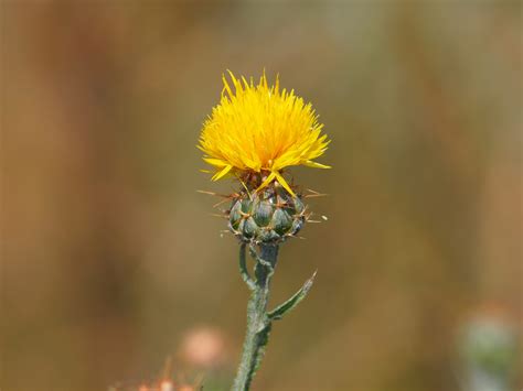 Yellow Star-thistle - Splash