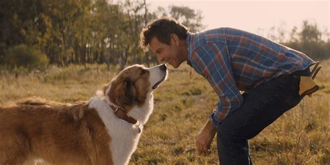 30 Best Animal Movies Of All Time
