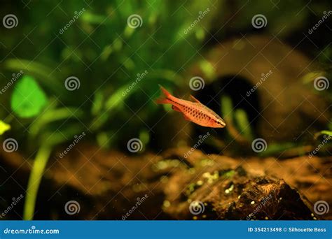 The Cherry Barb, Puntius Titteya Red Blood, Black Tropical Underwater ...