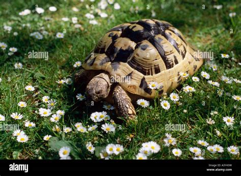 Testudo hermanni hermann -Fotos und -Bildmaterial in hoher Auflösung ...