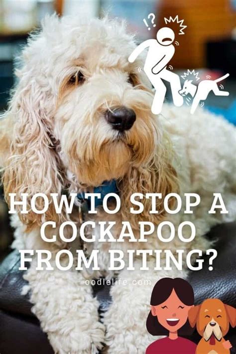 Cockapoo Biting 的图像结果