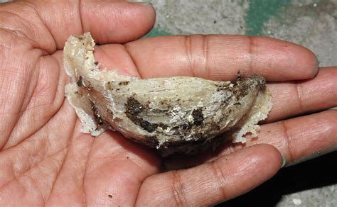 Where Does Bird's Nest Soup Come From? - Podcast Episode