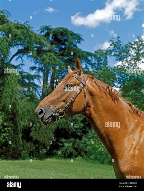 Selle Francais Horse, Adult Stock Photo - Alamy