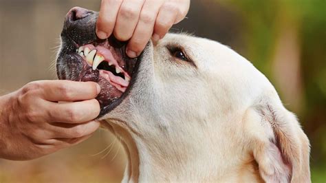 9 Dog Breeds With High Bite Power That Mean Business - Avesei.com