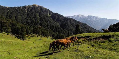 3 Nights and 4 Days Dayara Bugyal Trek