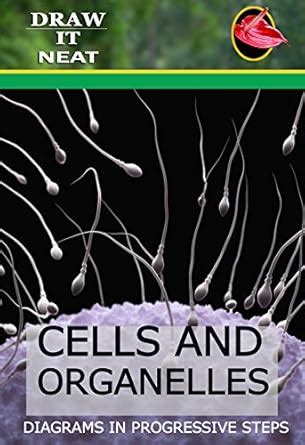 Cells and organelles: Diagrams in progressive steps eBook : kumar, B ...