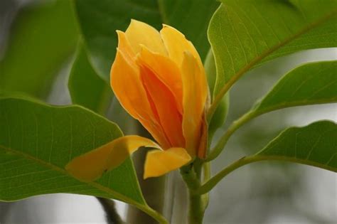 vedic-lifestyle/food/flowers/champa - Indian Scriptures