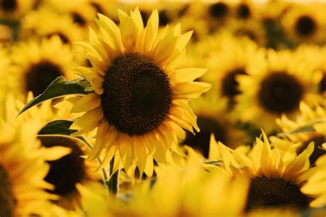 Sunflower Symbolic Meaning