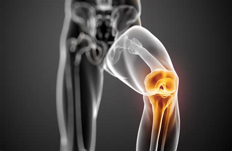 Functional Anatomy of the Knee: Movement and Stability - Interactive ...