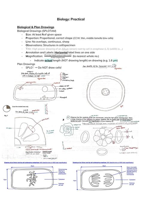H2 Biology Practical Complete Notes RI | Biology H2 - GCE A Level ...