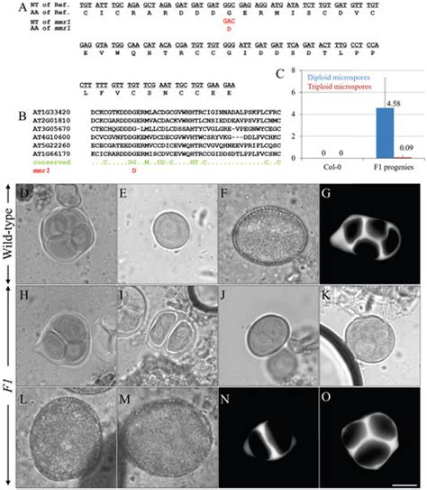 A Hypomorphic Mutant of PHD Domain Protein Male Meiocytes Death 1