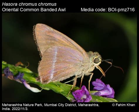 Hasora chromus chromus | Butterfly