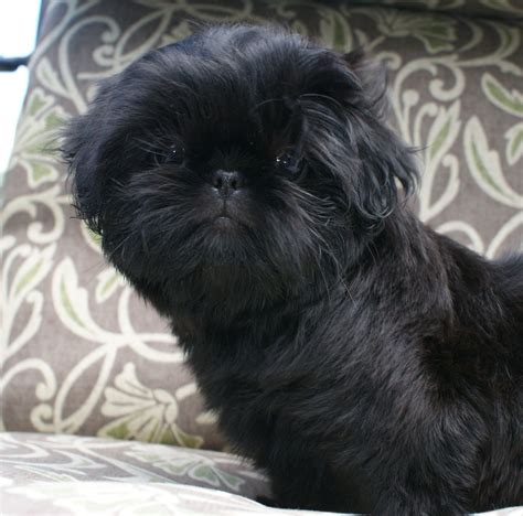 Black Shih Tzu Puppy For Sale Uk - qpuppies