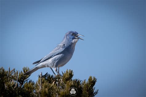 Pinyon Jay being considered for Endangered Species Listing — Welcome to Piñon Country