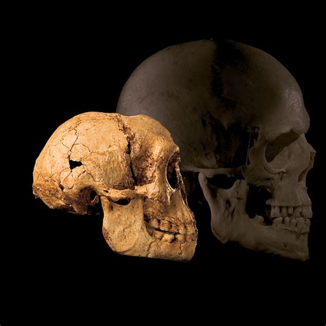 Image result for Lucy Evolution