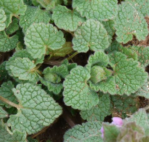 Purple dead nettle | Identify that Plant
