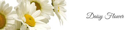 Daisy Flower Body Care for Brightening & Soothed Skin | La Pink