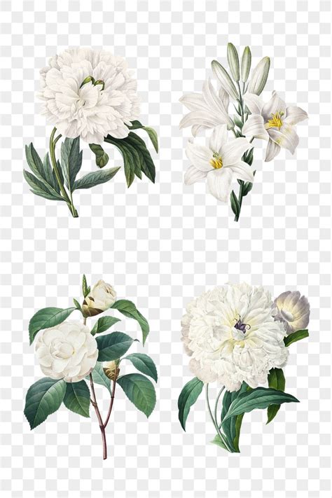 White png flower vintage botanical | Premium PNG - rawpixel