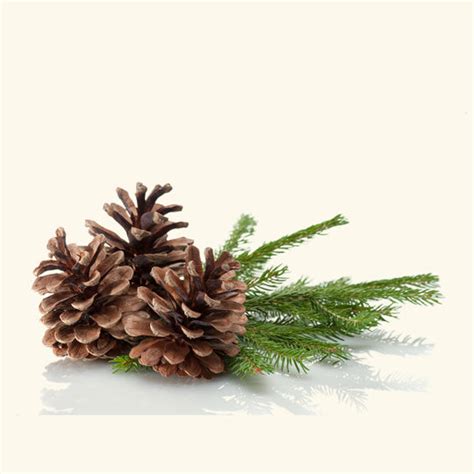 Buy Pine Needle Oil Online In India | Bulk Supplier Of Pine Needle Oil ...