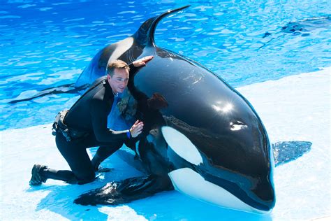 [100+] Seaworld Pictures | Wallpapers.com