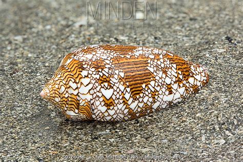 Image result for Conus Textile Shell