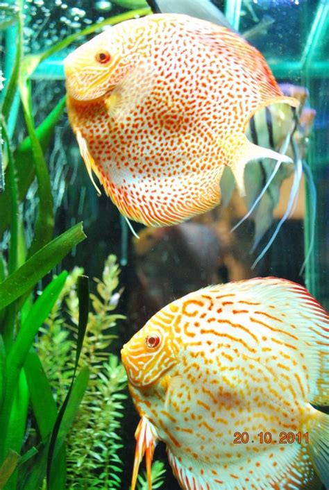 Image result for Discus Albinos