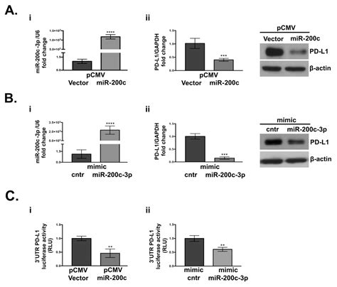 MiR-200c-3p Contrasts PD-L1 Induction by Combinatorial Therapies and ...