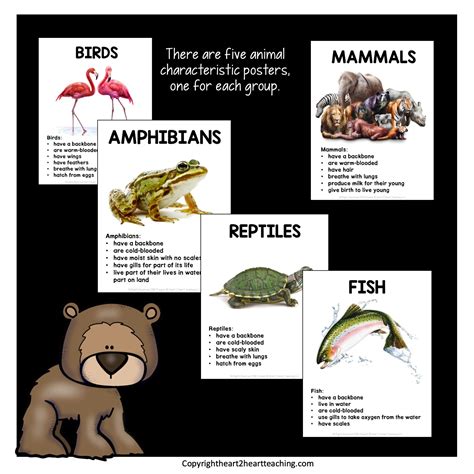 What Do Amphibians Reptiles Mammals Birds And Fish All Have In Common ...