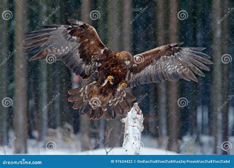 Wildlife Scene from Wild Nature. Flying Birds of Prey Golden Eagle with Large Wingspan, Photo ...