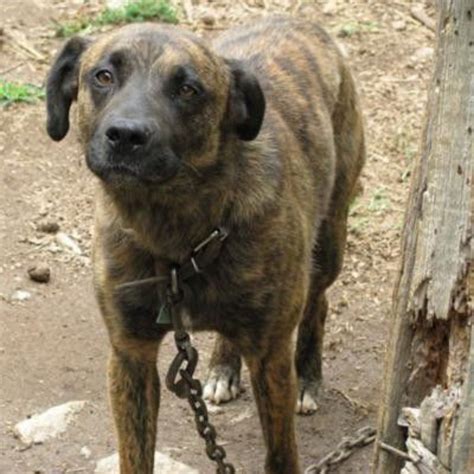 Mountain Cur Dog Breed Information, Images, Characteristics, Health