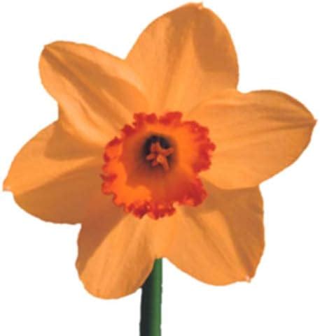 SLRIPL | Narcissus (Daffodil/Nargis/Jonquils)| Flower Bulbs (Not Seeds ...