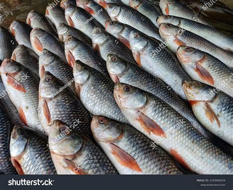 Rohu Carp Labeo Rohita Fish Arranged Stock Photo 2193089259 | Shutterstock
