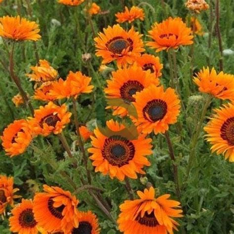 Venidium Orange fastuosum Seeds – Vibrant Blooms for Summer & Winter ...