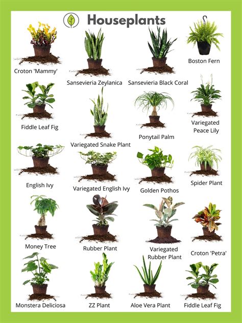 Unique houseplants for sale – Artofit
