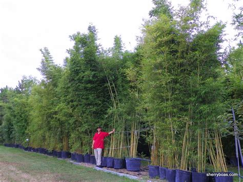 How To Grow Tall Bamboo In Pots at Janice Reed blog