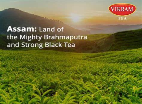 Assam: Land of the Mighty Brahmaputra and Strong Black Tea – Vikram Tea