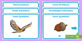 Food Chain Display Posters