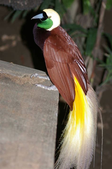 Greater Bird Of Paradise Call