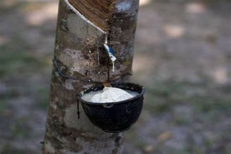 Church representatives stir political tensions over rubber prices in ...