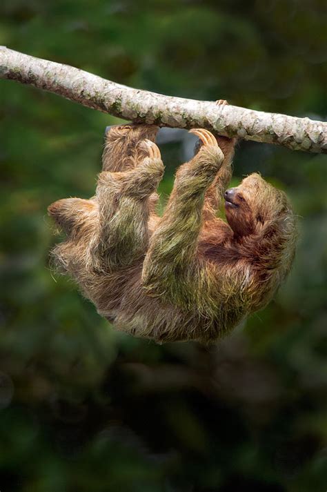 Dwarf Sloth 的图像结果