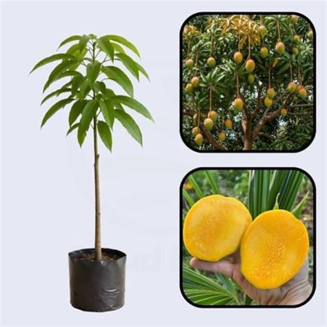 Cloud Farm Sunset Mango Plant – Exotic Mango Tree, Organic Garden Fruit ...
