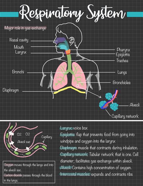 Respiratory System For Grade 5 Ppt - Free Worksheets Printable
