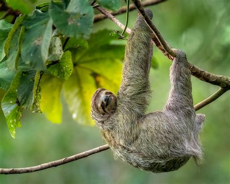 Image result for Hanging Three Toed Sloth