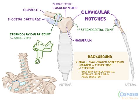 Suprasternal Notch とは | Sternum: Anatomy, parts, pain and diagram - EROLK