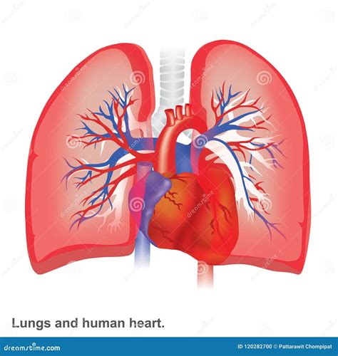 Anatomy Of The Lungs And Heart