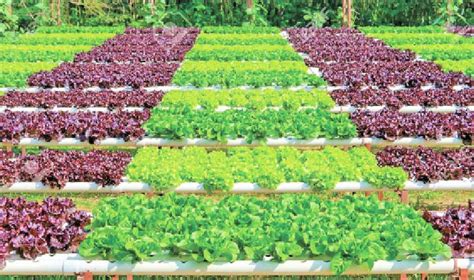 Blog | How Organic Farming Protects the Environment
