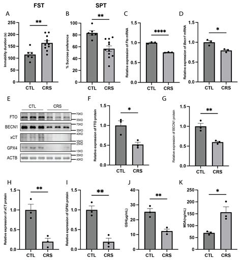 The RNA Demethyltransferase FTO Regulates Ferroptosis in Major ...