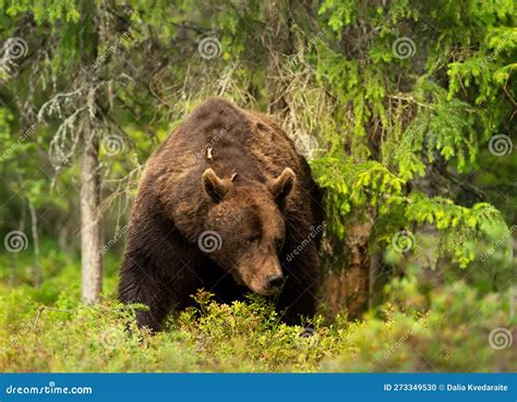 Impressive Portrait of Eurasian Brown Bear in a Forest Stock Photo ...