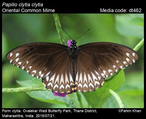 Papilio clytia | Butterfly