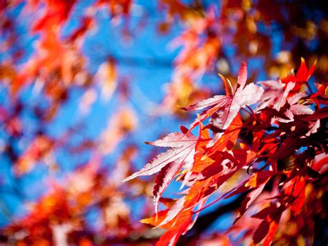 autumn, Fall, Landscape, Nature, Tree, Forest, Leaf, Leaves Wallpapers HD / Desktop and Mobile ...